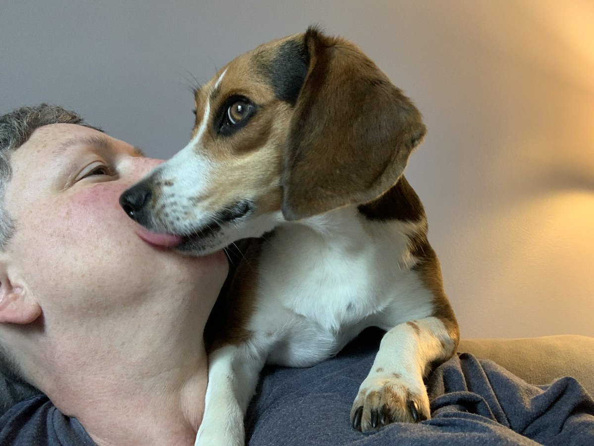 cack1229's tweet image. #sweetest #beagle #beaglefacts