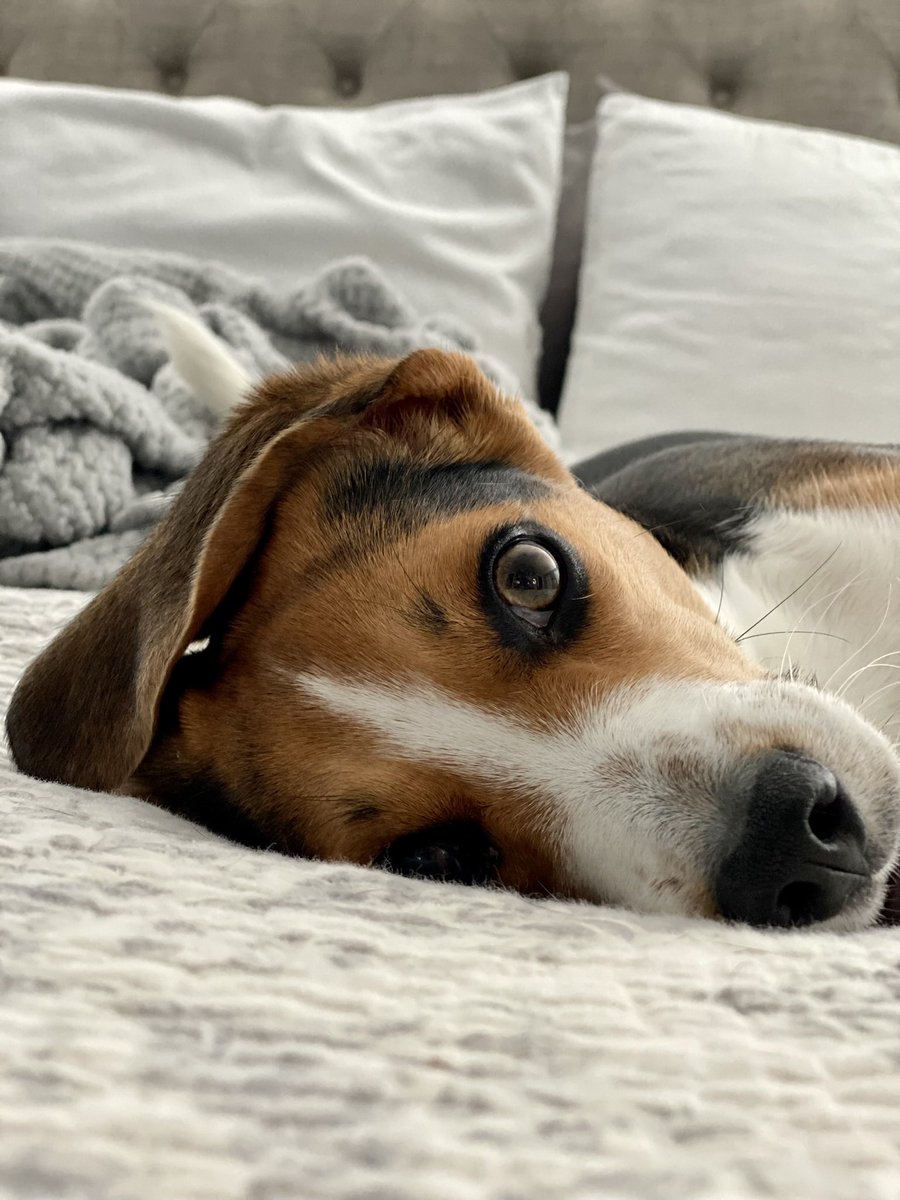 cack1229's tweet image. #sweetest #beagle #beaglefacts