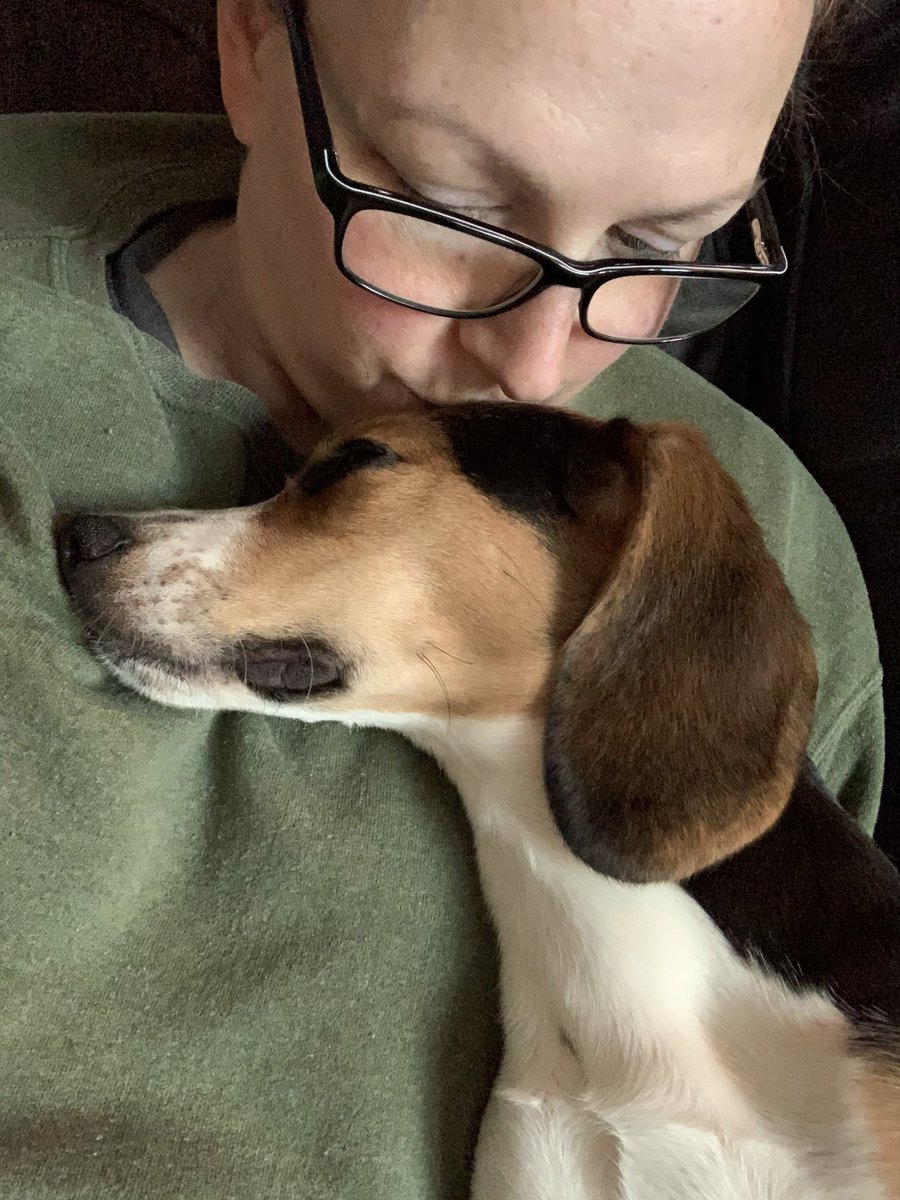 cack1229's tweet image. #sweetest #beagle #beaglefacts