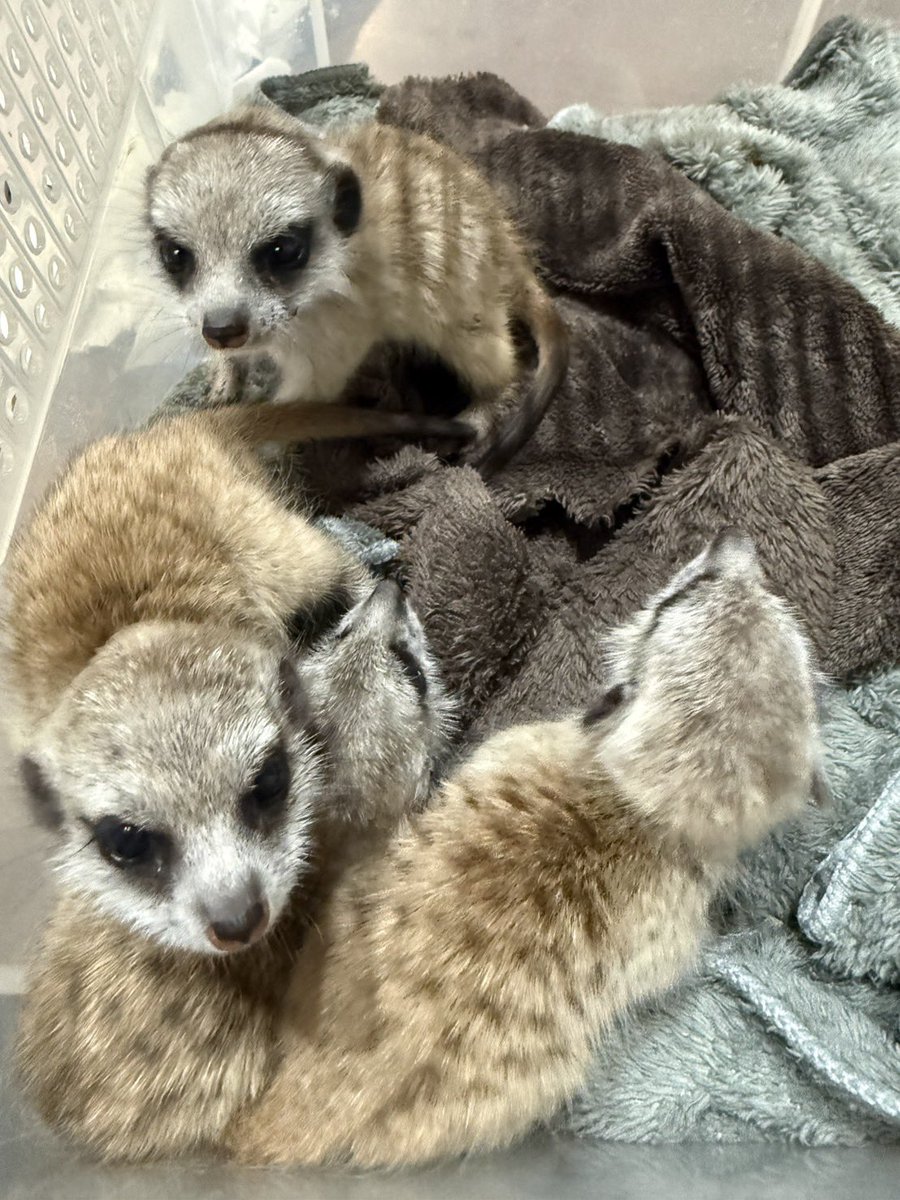 みー@大型犬ブリーダーエキゾハウスずーとぴあ中の人 tweet media