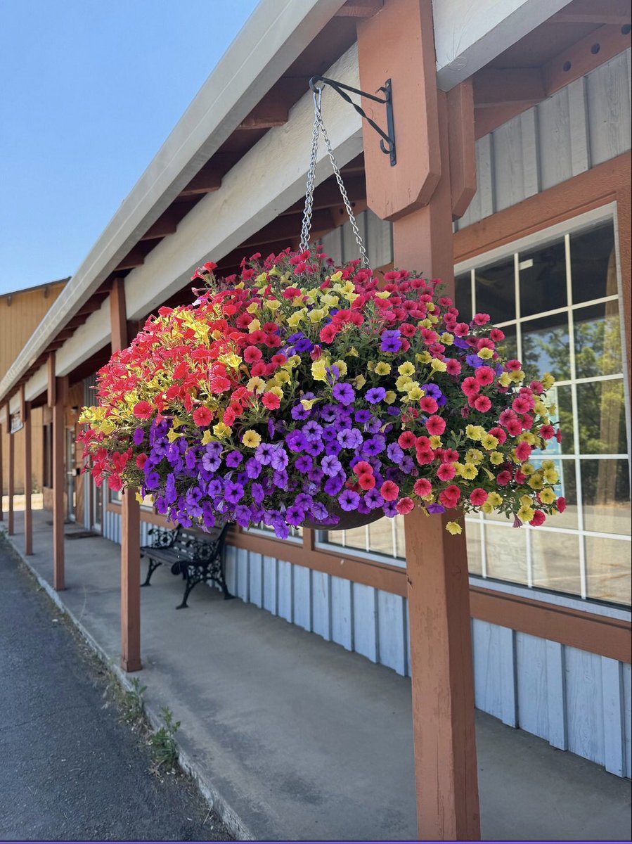 DesertPlanters's tweet image. Look at those flowers! Susan Scarlett , @QuincyCofC  sent us a pic (couple of years ago) of the Pathway 18 Deep #selfwateringplanter , stunning! Thank you Susan for sharing.  #cityscape #streetlights  #municipalities  #landscape