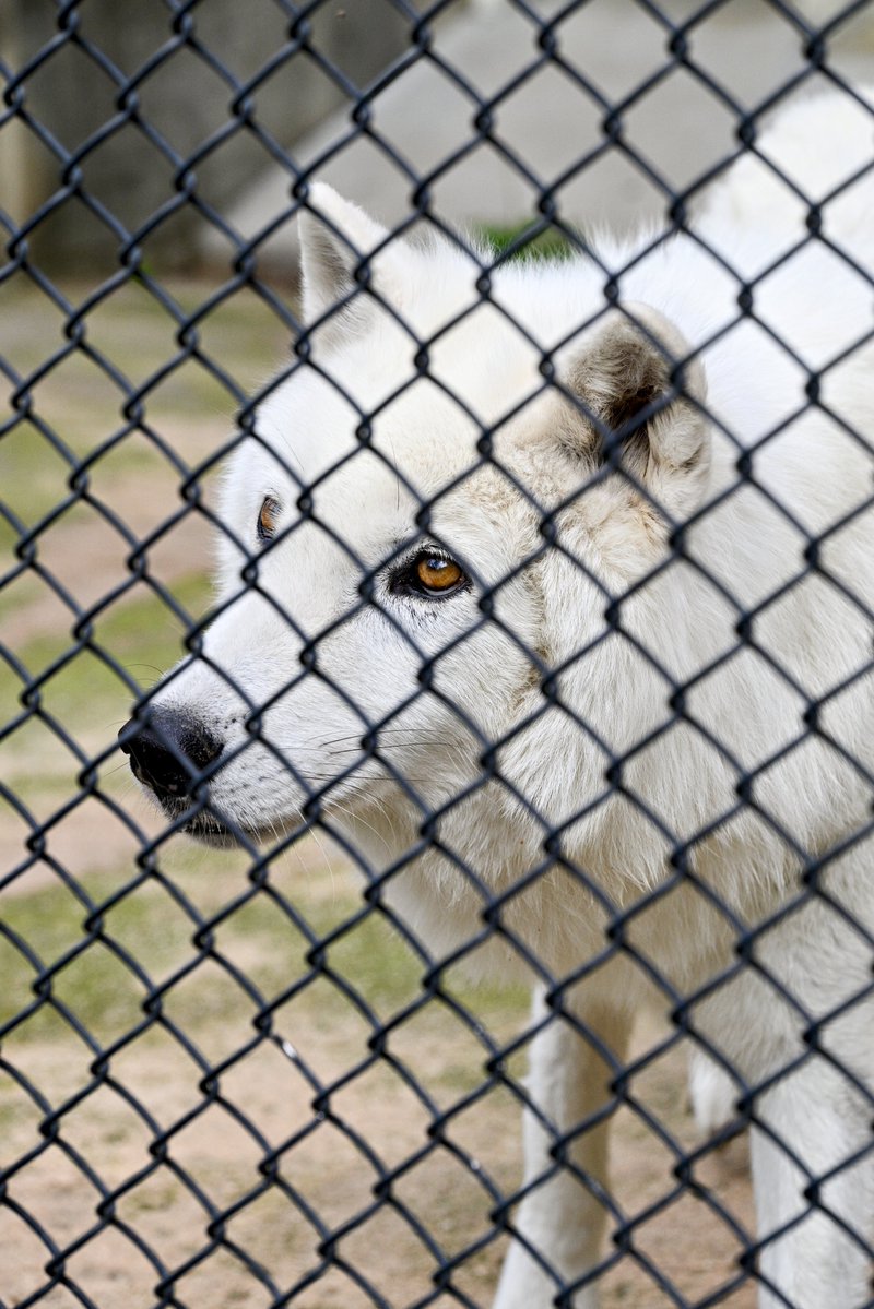 たつき🐺wolf photographer tweet media