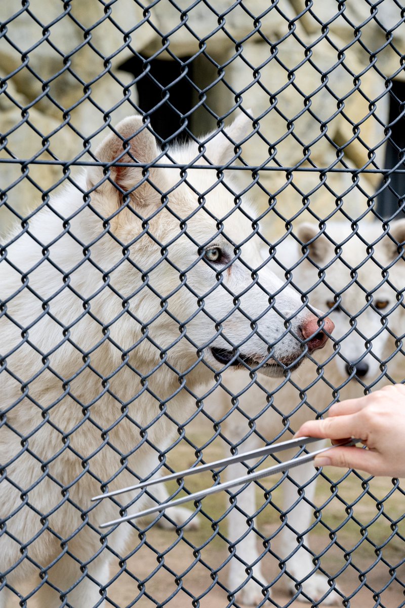 たつき🐺wolf photographer tweet media