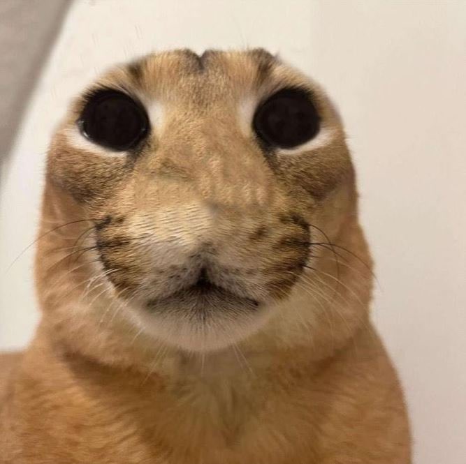 Virtunal tweet media