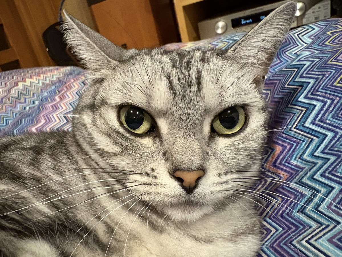 任天堂にポケモンのデータを破壊された鬱病 tweet media