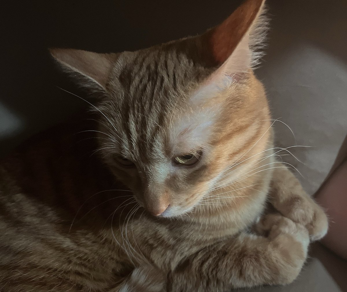 鈴木信子 tweet media