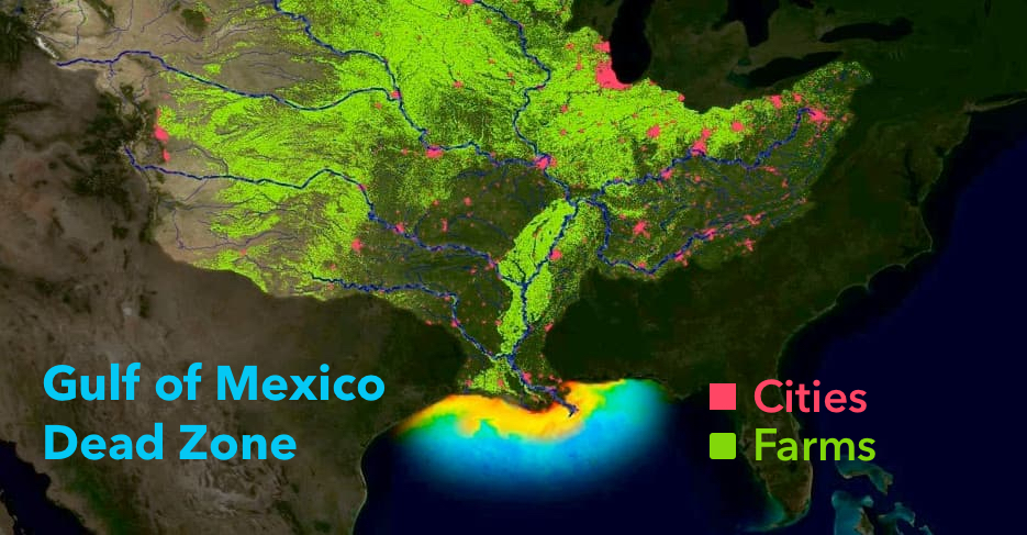 rfhirschfeld's tweet photo. Fertilizer is scarce and expensive!

That's why we let about 4 billion pounds of nitrogen and phosphorus reach the Gulf of Mexico from the Mississippi Basin every year.

Roughly 70% of it comes from agriculture. Which is unregulated of course! https://t.co/JNqKcDHlKu