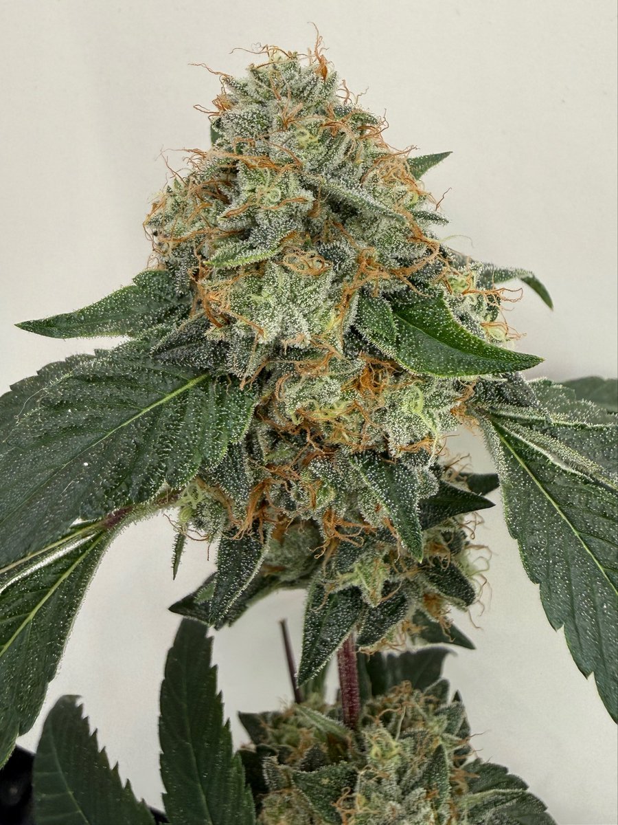 The Plant Stable tweet media