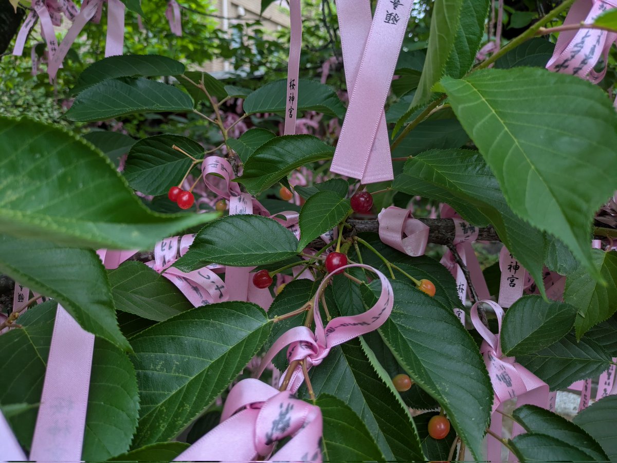 ki_kira_kira's tweet image. おはようございます!!
今朝の都内のいま空は
曇り空の朝。

都内の天気予報は、
☁くもりのち☔雨、
日中の予想最高気温は19℃位になりそうです。
⁡
本日も心穏やかに
体調管理に気をつけて
頑張りましょう。
#tokyo 
#桜神宮 
#おはよう 
#いま空