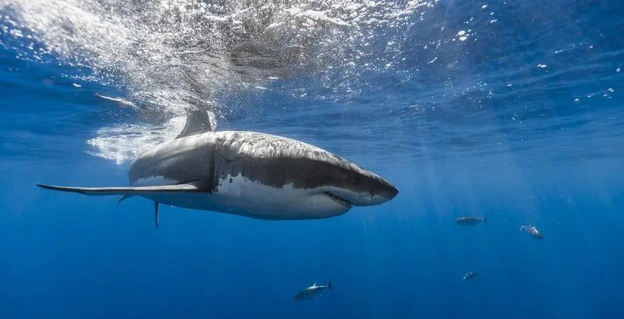 mûremur tweet media