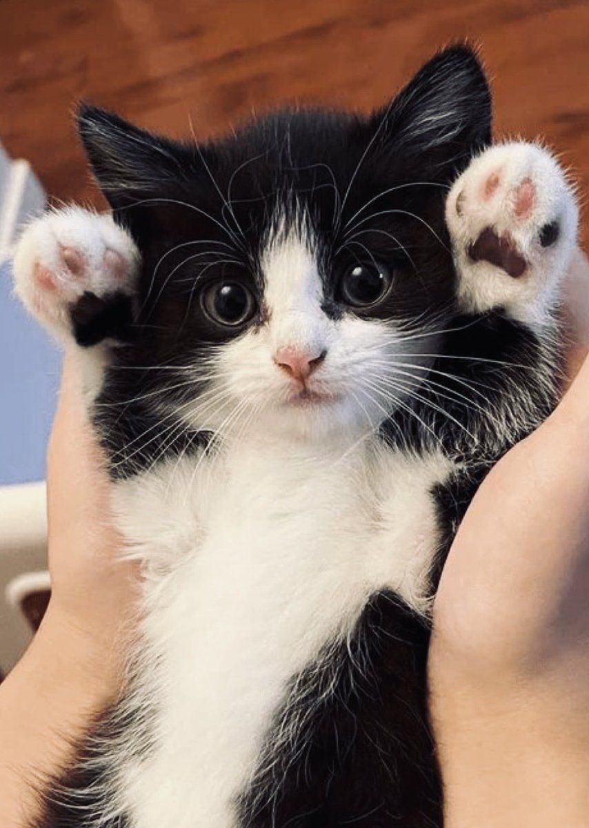 m. vilà tweet media