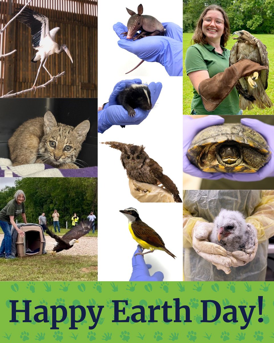 Happy Earth Day from the Wildlife Center! 🌎 Today, we celebrate the wildlife who rely on us and the community that stands beside them. From one life to the next, every animal matters, and every action we take helps protect the planet they call home.🐦 #EarthDay #WildlifeCenter