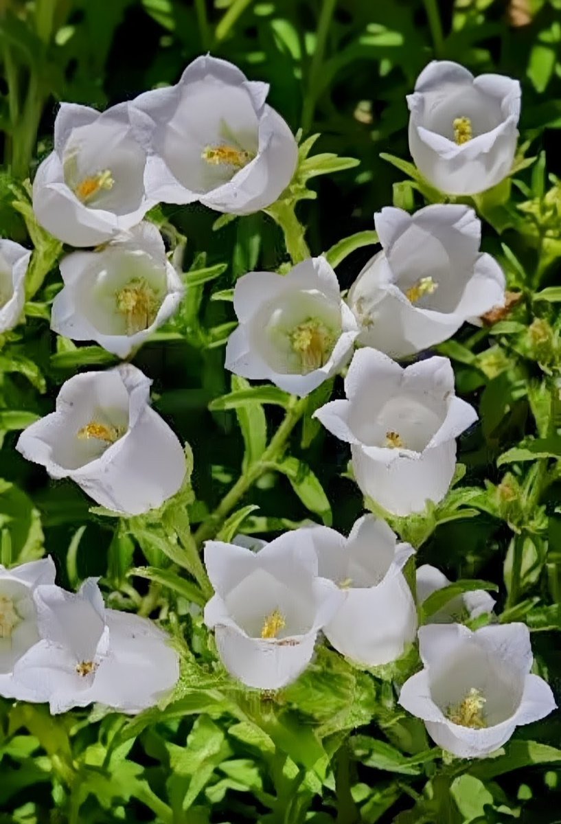 Way of sky tweet media