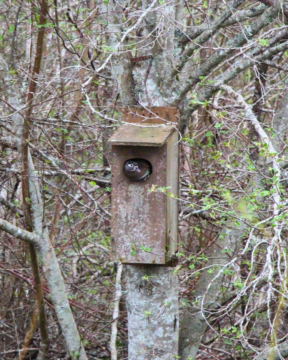TLC4BC's tweet photo. 🌎💞The world is loud with climate grief and competing emergencies, yet it is the quiet moments, like listening for birdsong together, that remind us that action begins close to home. Here's to those across B.C. who keep gathering, caring, and protecting what’s wild. 
#EarthDay https://t.co/JXfAldOJCa