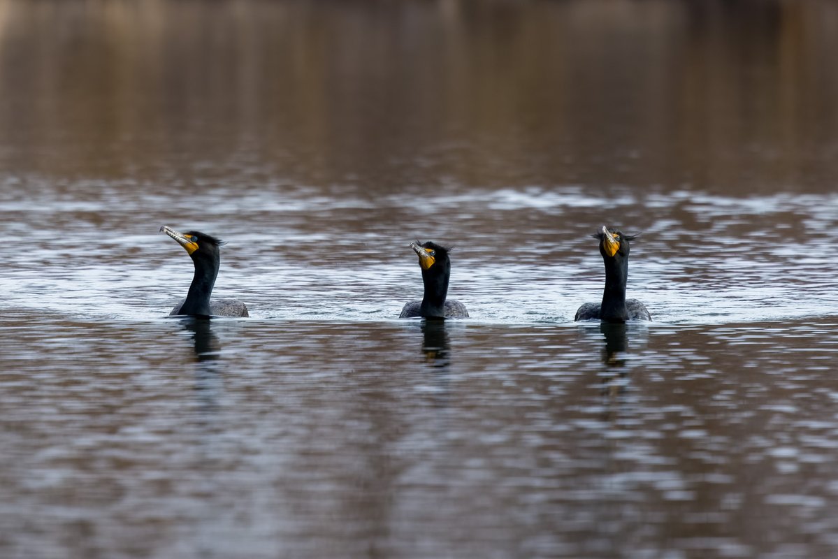 Mandeepsihota's tweet image. We don’t agree with each other but we’re still together! #birds #birding #birdsinwild #birdphotography #TwitternaturePhotography #Canon #IndiAves #WildlifePhotography