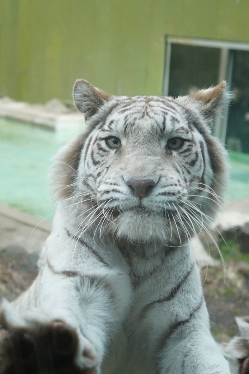 big cats lover tweet media