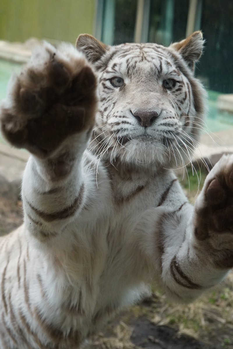 big cats lover tweet media