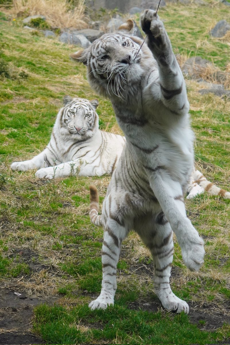 big cats lover tweet media