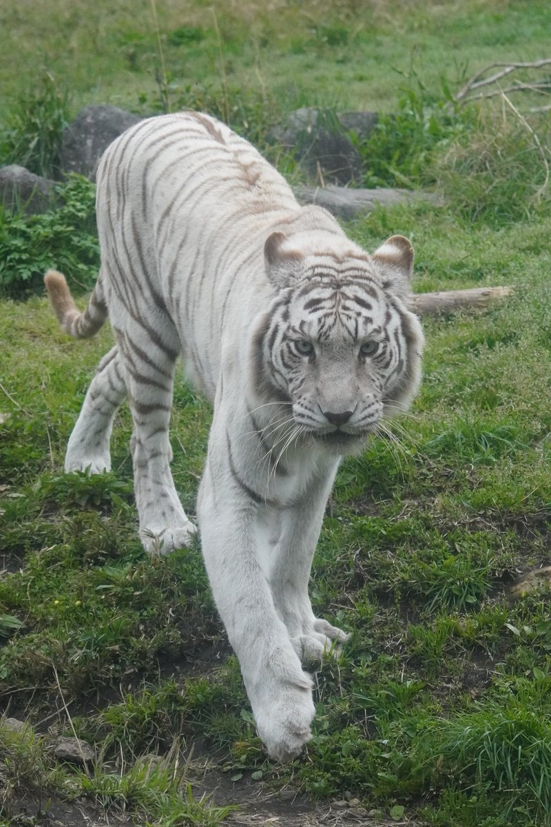 big cats lover tweet media