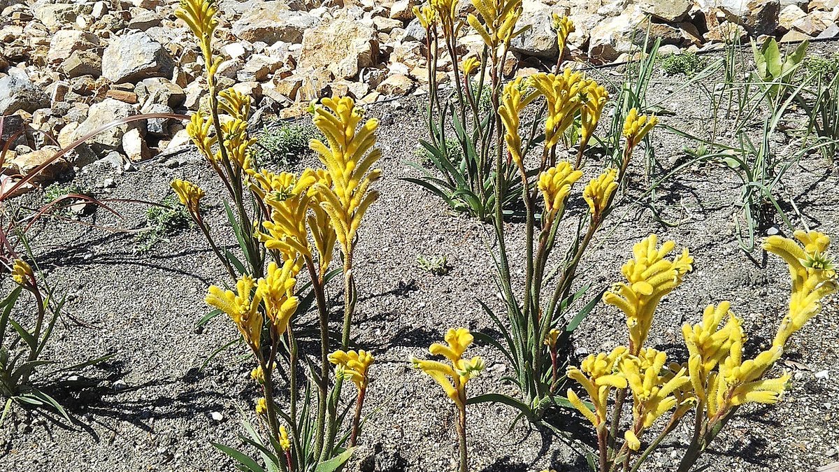 豊水プリン tweet media