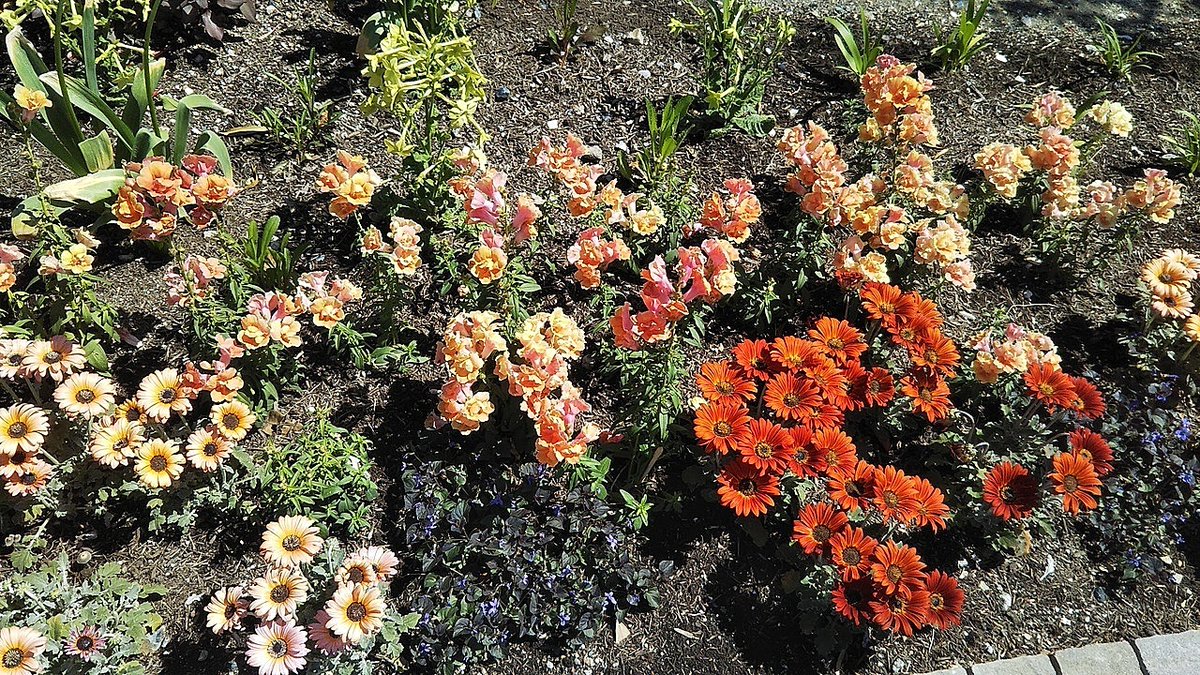 豊水プリン tweet media