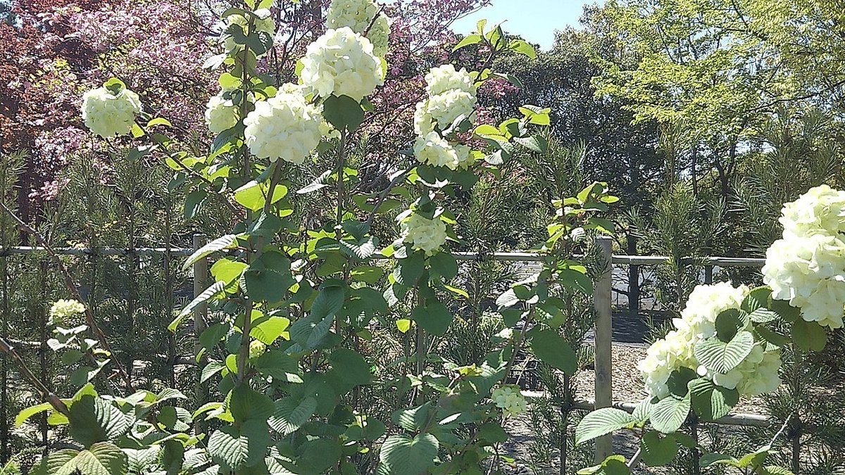 豊水プリン tweet media