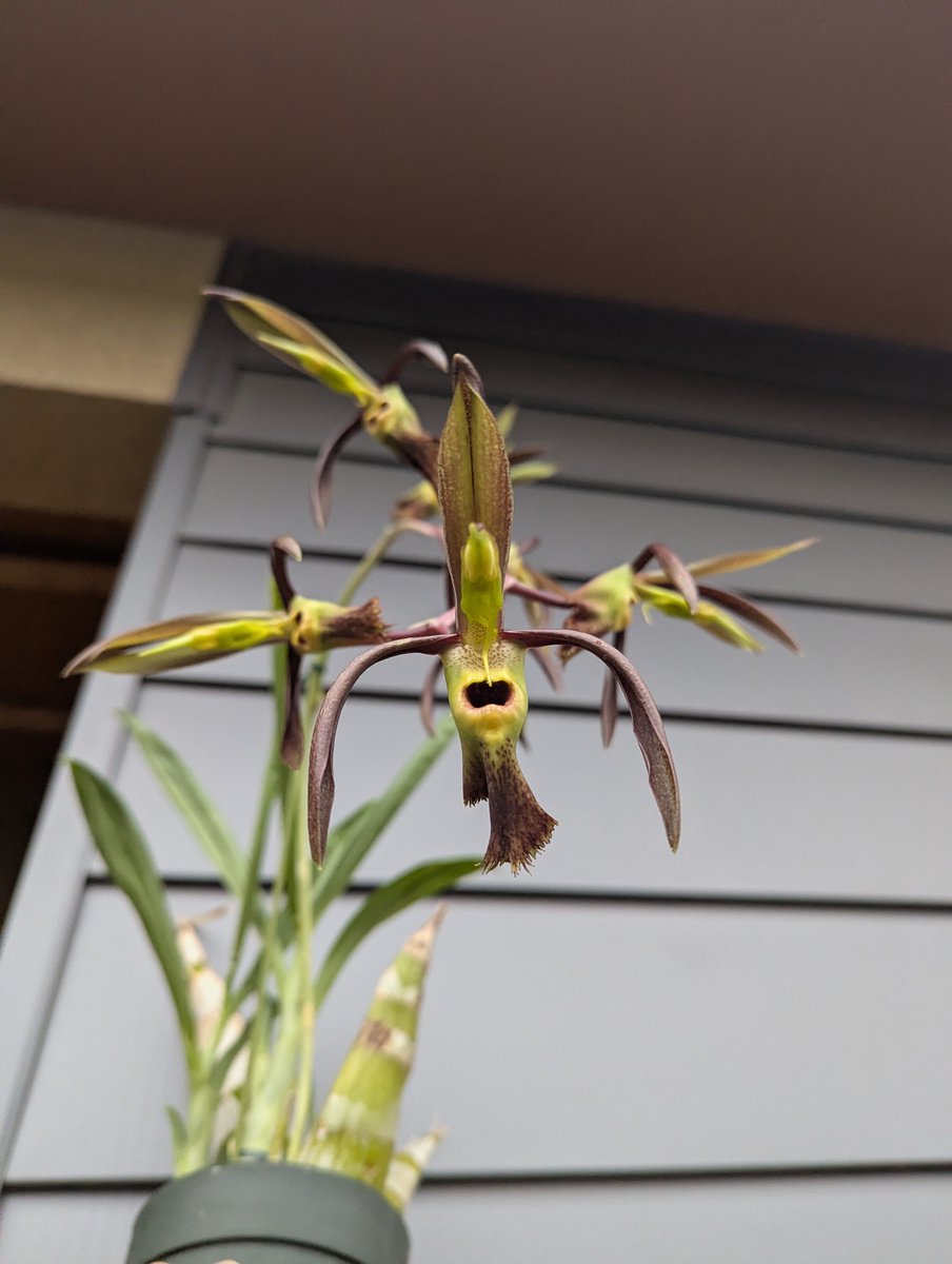 がねこる tweet media