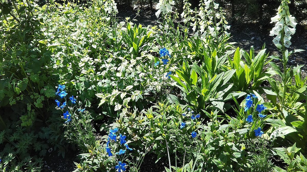 豊水プリン tweet media