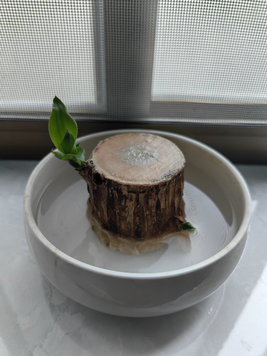ChianPuah's tweet photo. "Turn an old glass jar into a cute plant pot! Clean → Add soil → Plant succulents. Easy, eco-friendly, and charming.  #Upcycle #DIYHome" https://t.co/usTGKlhE4d