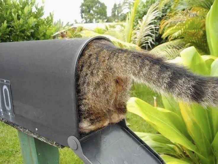 まるお2号🇯🇵（羊の皮を被った猫） tweet media