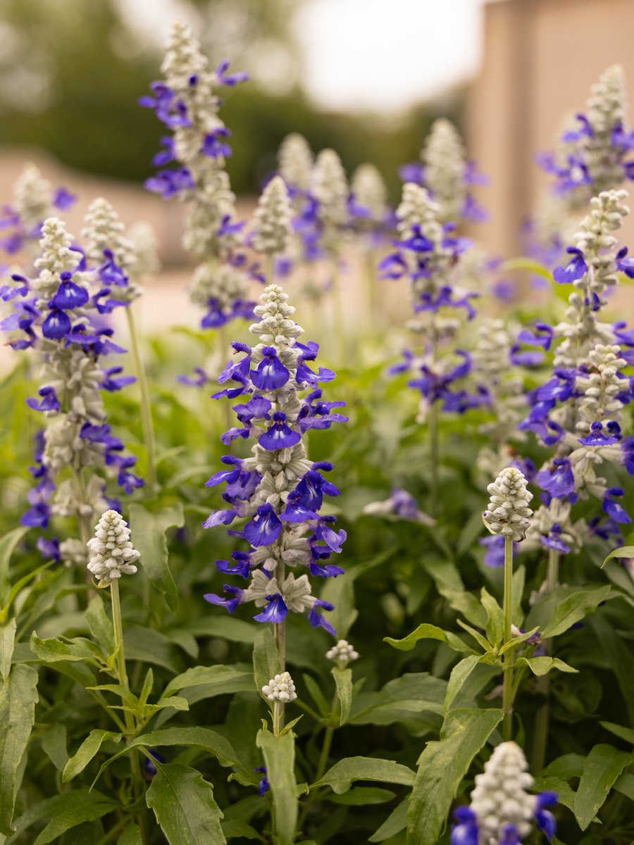 TarletonState's tweet image. Happy Earth Day from the best place to call home 💜

#TarletonState #BleedPurple