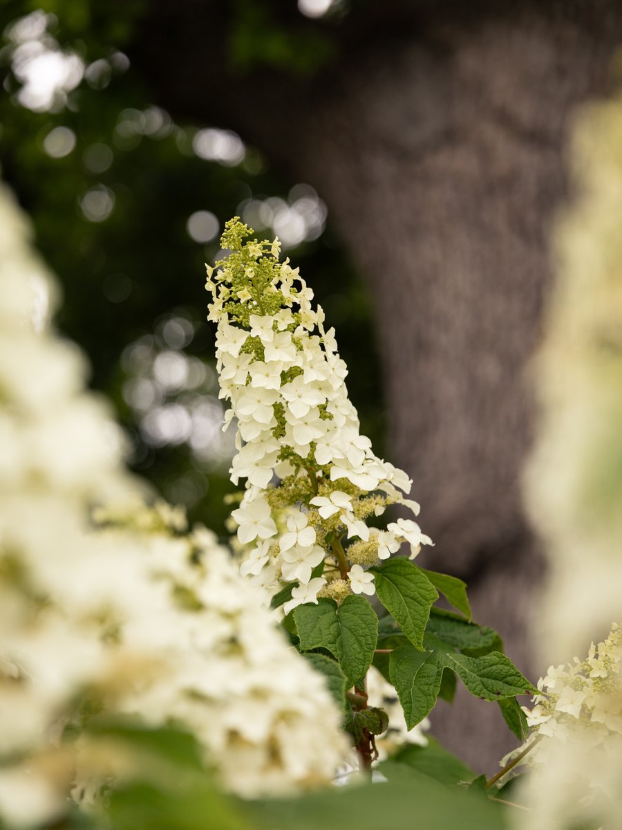 TarletonState's tweet image. Happy Earth Day from the best place to call home 💜

#TarletonState #BleedPurple