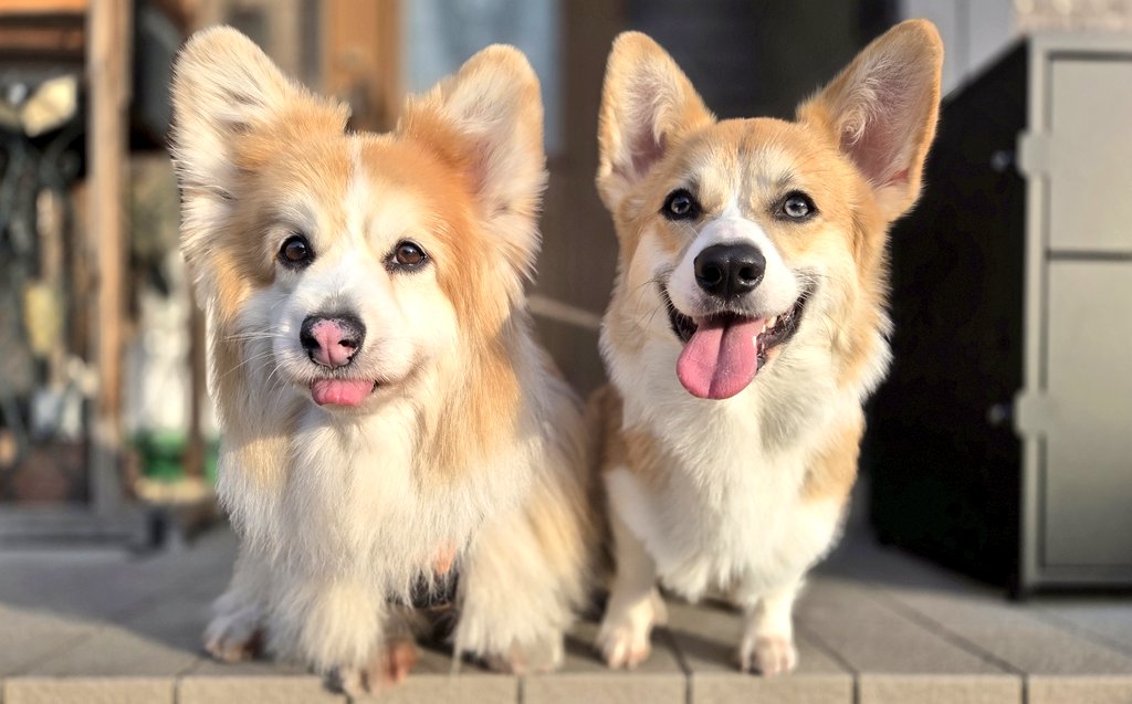 odaguru's tweet image. おはようございます
いい1日でありますように…🌞
今日も元気にいってらっしゃい👋
#コーギー #corgi #犬 #dog #PembrokeWelshCorgi #Corgis
#コーギーのいる暮らし
#犬のいる暮らし
#コーギーといっしょ
#フラッフィー　#パピー