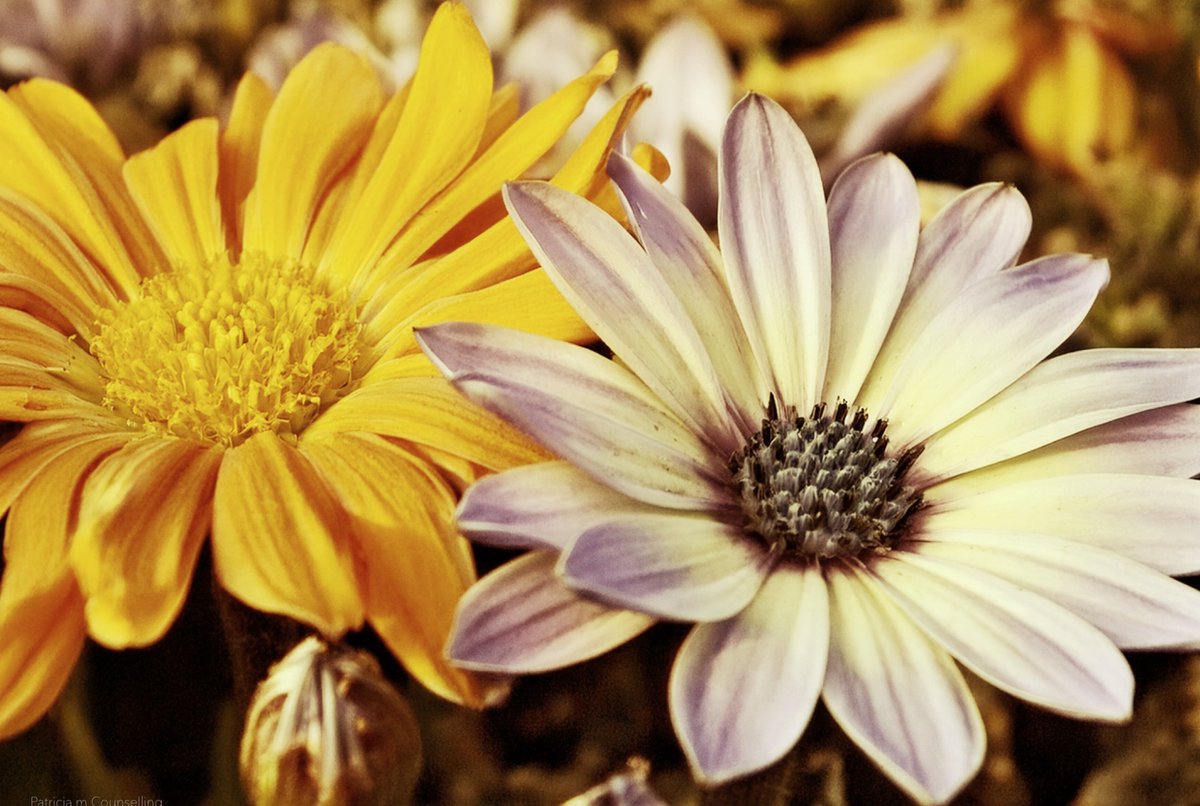 PatriciaMooreC's tweet image. Monday’s thought of the day!
Trust the timings you can’t control.
It keeps serving your soul,in ways
to return to you differently.
Bless what is, and the way to the path
becomes visible.
#mindfulness #selflove