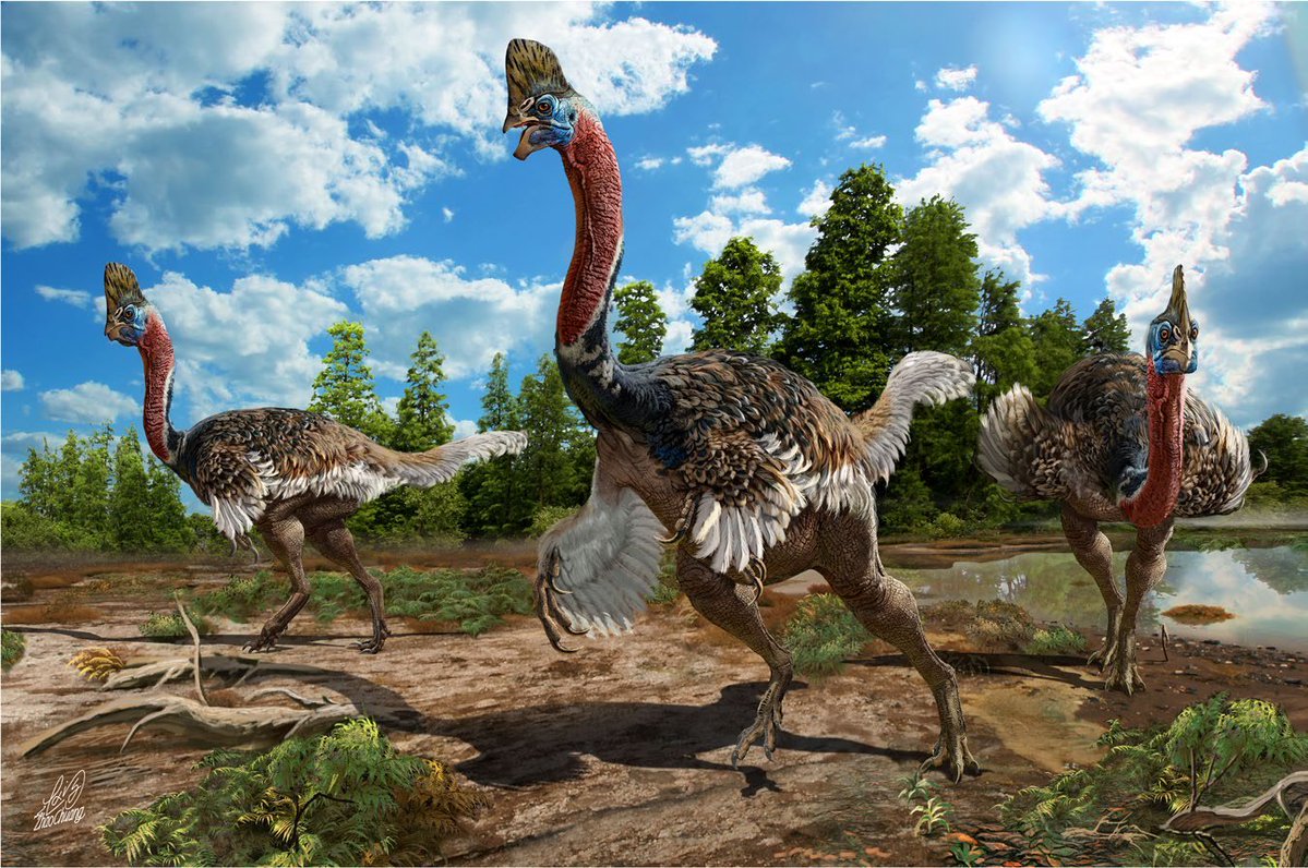 NatSciChannel's tweet image. 🚨NEW STUDY DROP🚨

New Oviraptorosaur specimen atop a nest (IVPP V34154) is described from Upper Cretaceous, Ganzhou, Jiangxi, southern China - contains enough info linking it to Huanansaurus &amp;amp; Corythoraptor - Authors lump them altogether as one species.

🎨: See Below