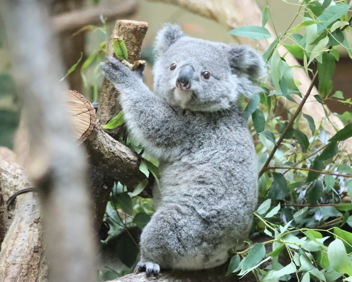 higashiyama5555's tweet photo. １歳の頃の あずま🐨🌿

📷2022
＃多摩動物公園　＃コアラ https://t.co/i1qOCQQd4h