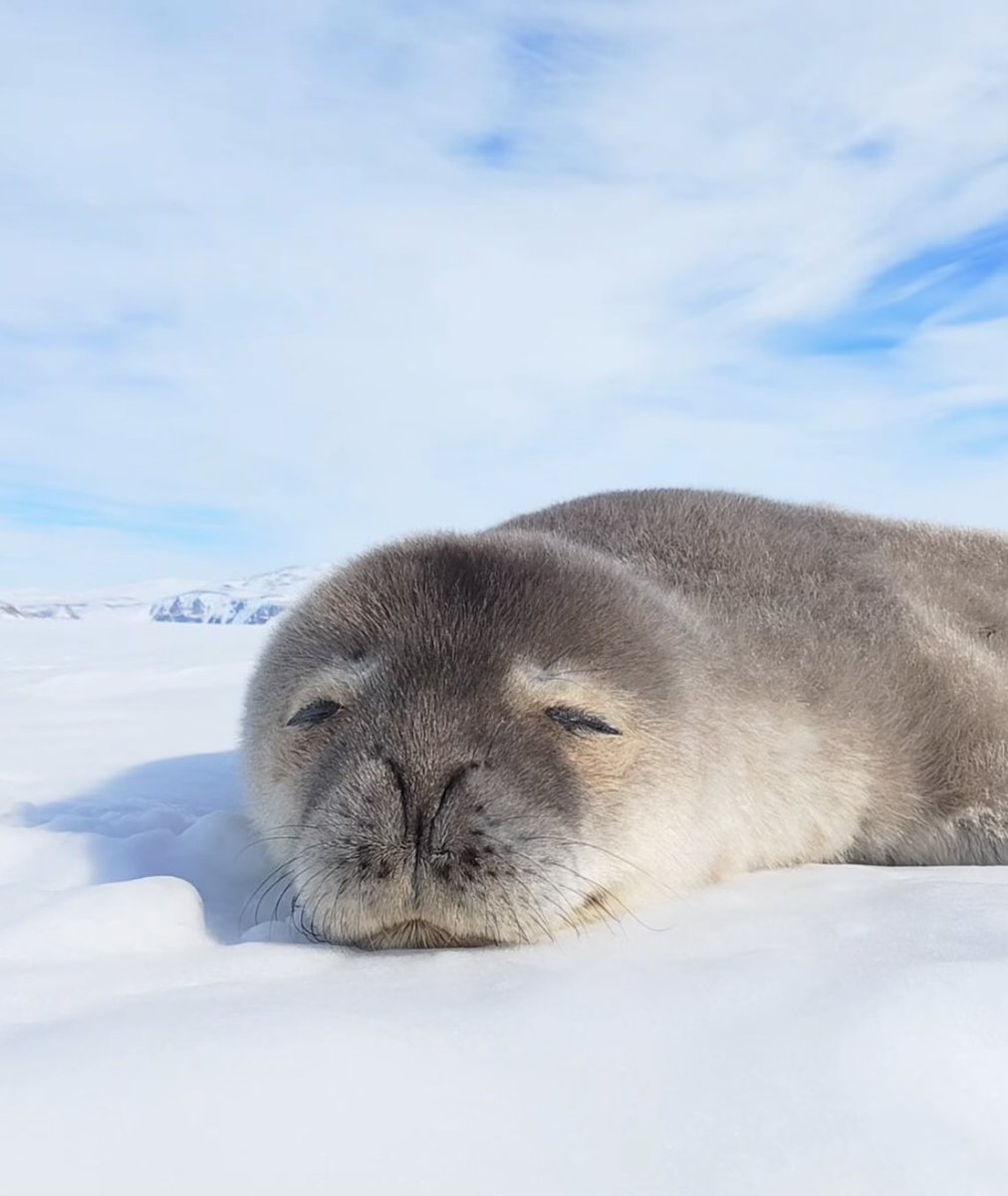 Nerpa Mindset tweet media