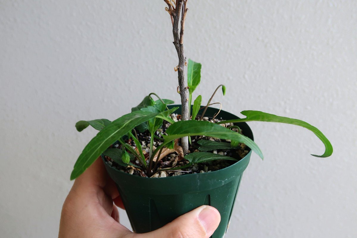 後　降裏夫 tweet media