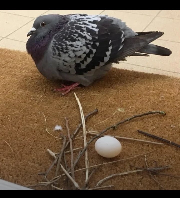 귀신 tweet media