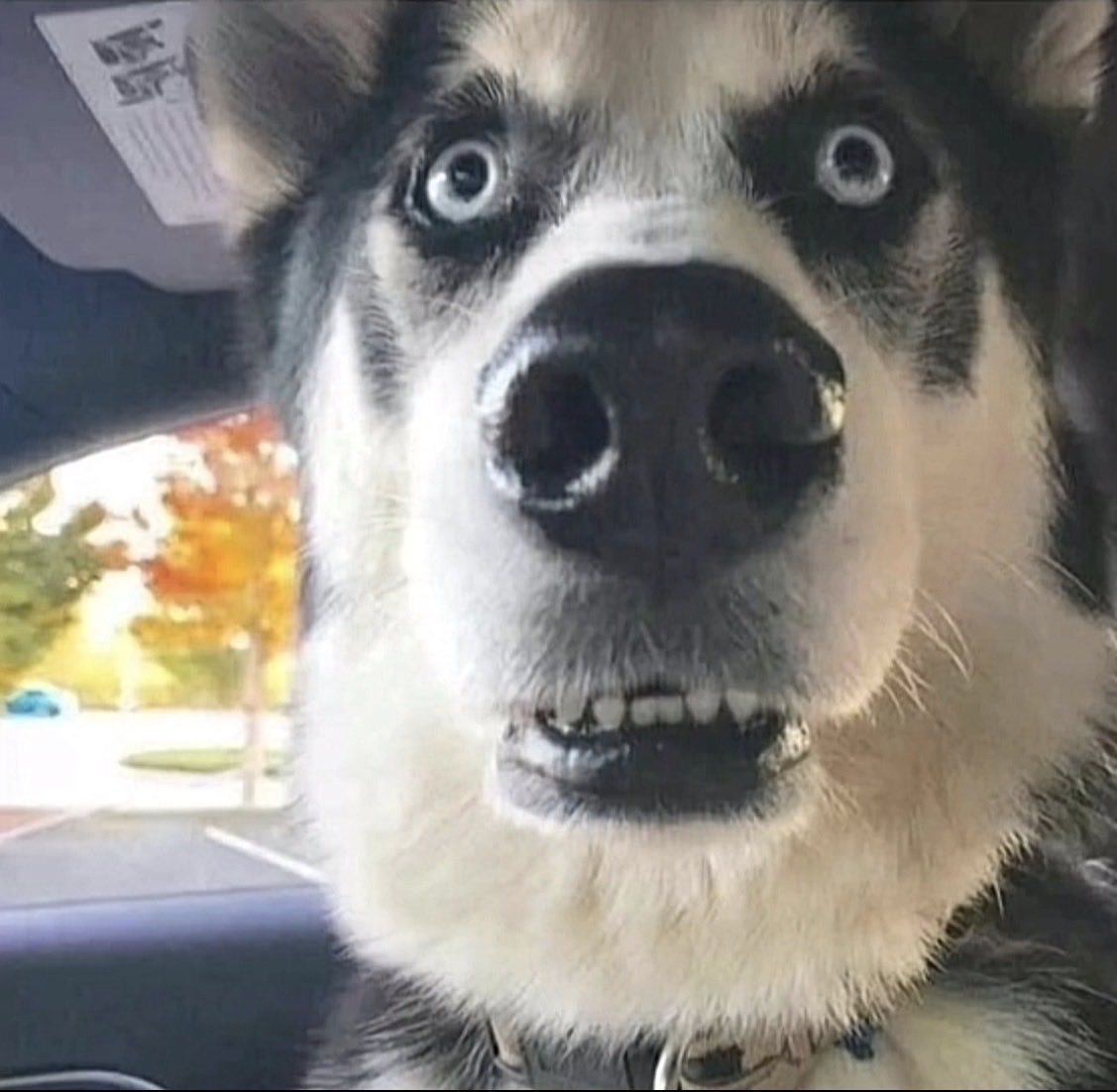 🦌❄️SnowFrost The Reindeer❄️🦌 tweet media