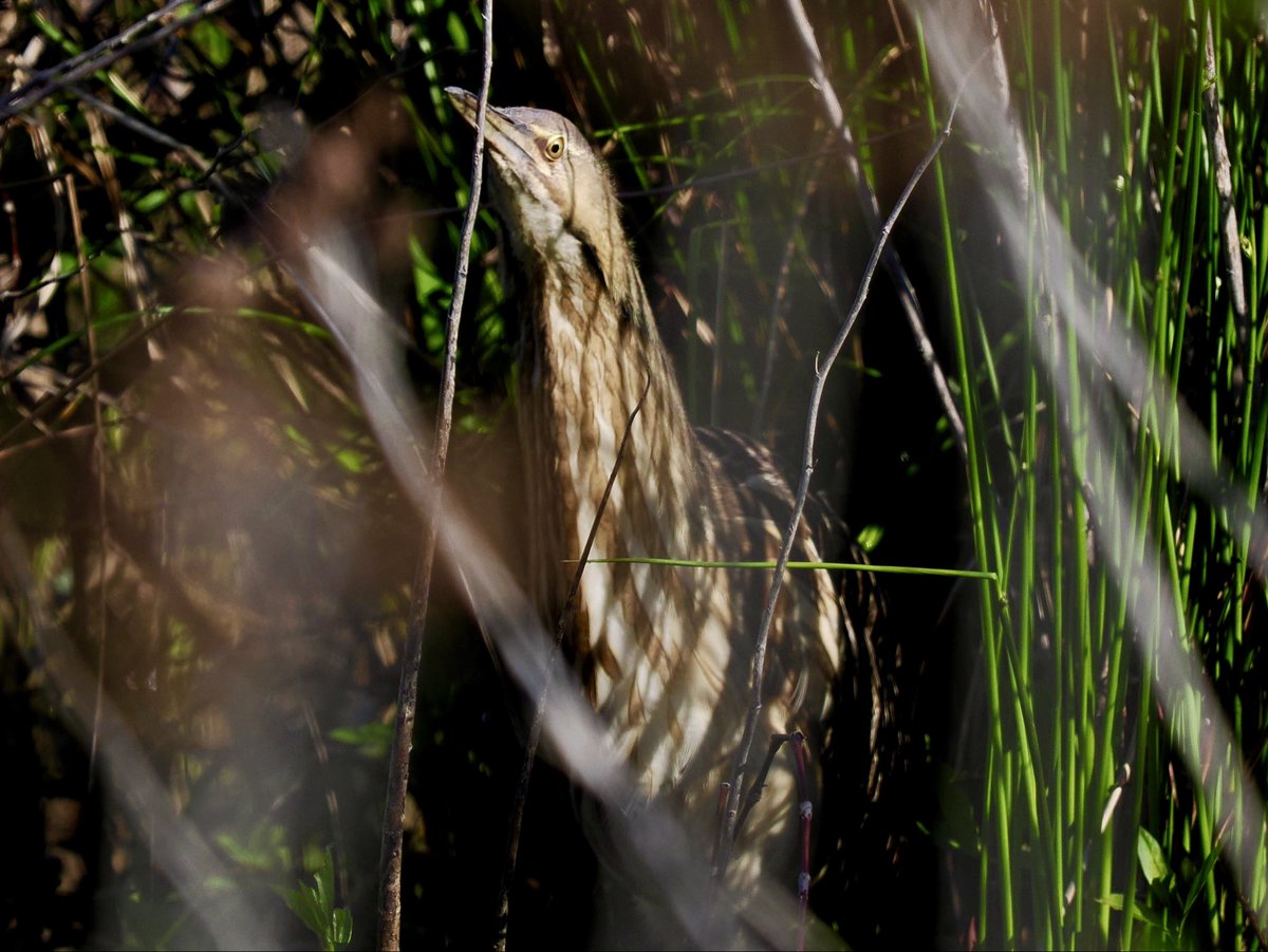 mathewsjh's tweet image. Some birbs from the other day #birds