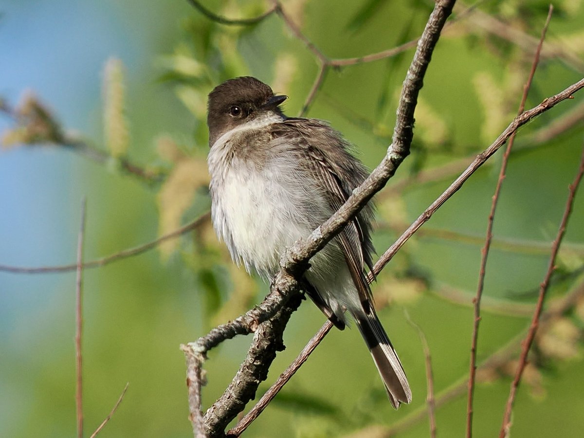 mathewsjh's tweet image. Some birbs from the other day #birds