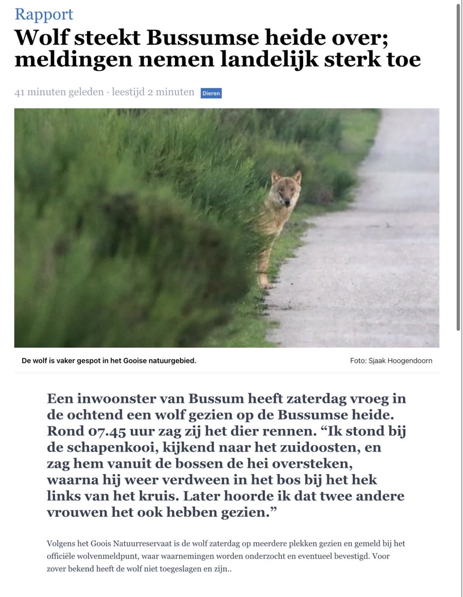 Wolven in Utrecht tweet media