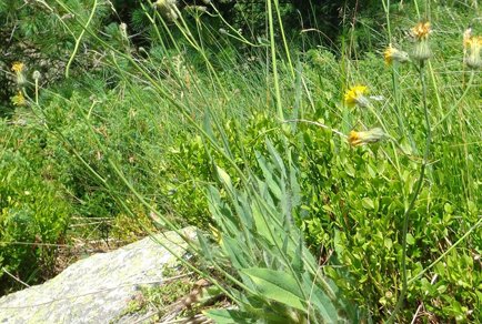 Phytotaxa's tweet image. Hieracium todorovskii, a #newspecies of Hieracium sect. Olympica (#Asteraceae) from Baba Mt., North #Macedonia
#taxonomy 
doi.org/10.11646/phyto…