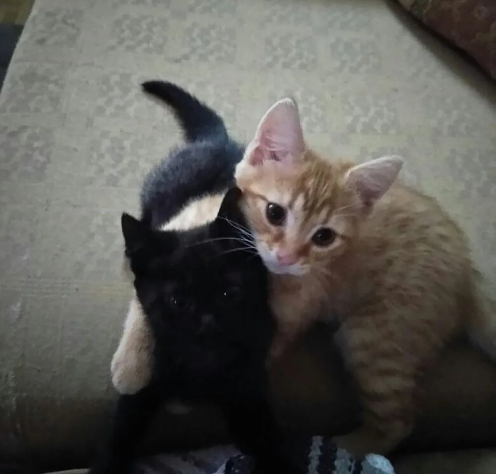 Daily Cat Posts tweet media