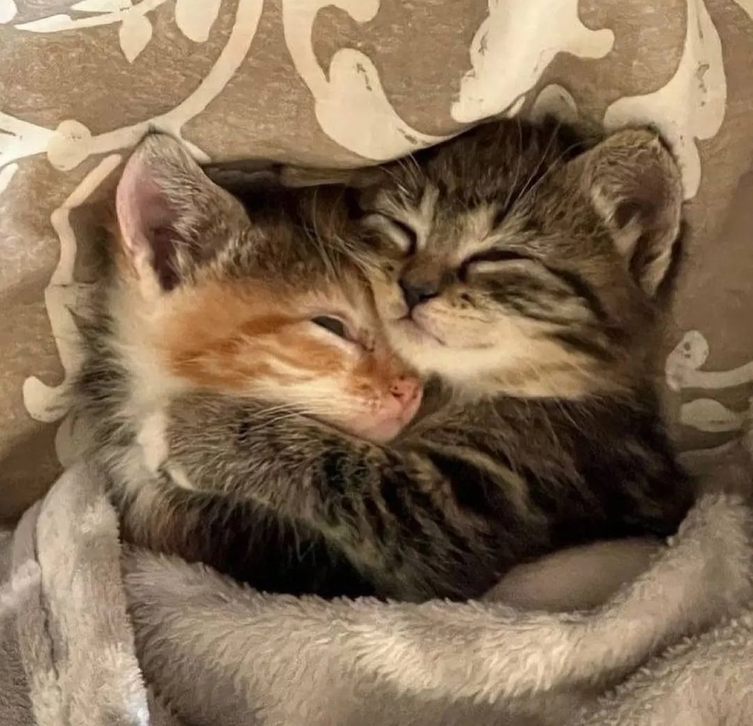 Daily Cat Posts tweet media