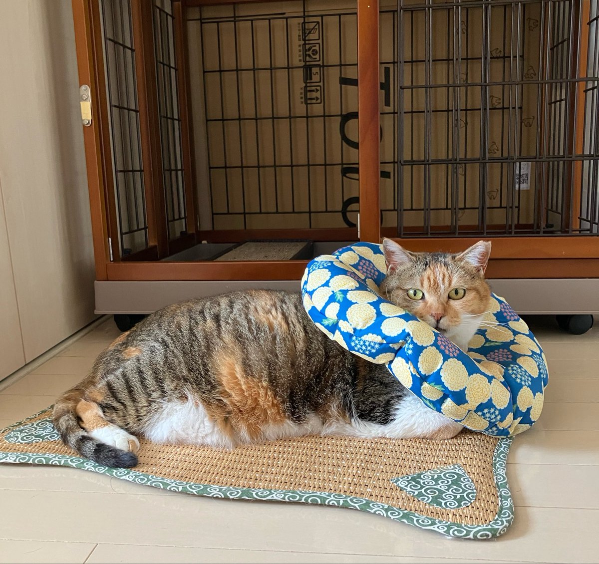 おはおはまりんの、今夏は海の香りを楽しみながらゴザでごろ寝したいね #まりんレモン日記 https://t.co/KxPFtI53Nz