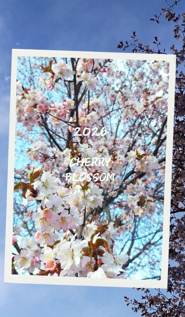 gyouzanohoueiat's tweet image. おはようございます
やっとこちらにもやってきましたー

今日もよろしくね

#桜
#𝗦𝗔𝗞𝗨𝗥𝗔
#cherryblossom
おうちごはんH∧L+
ぎょうざの宝永厚別店
❤Łơvє чơϋ❤