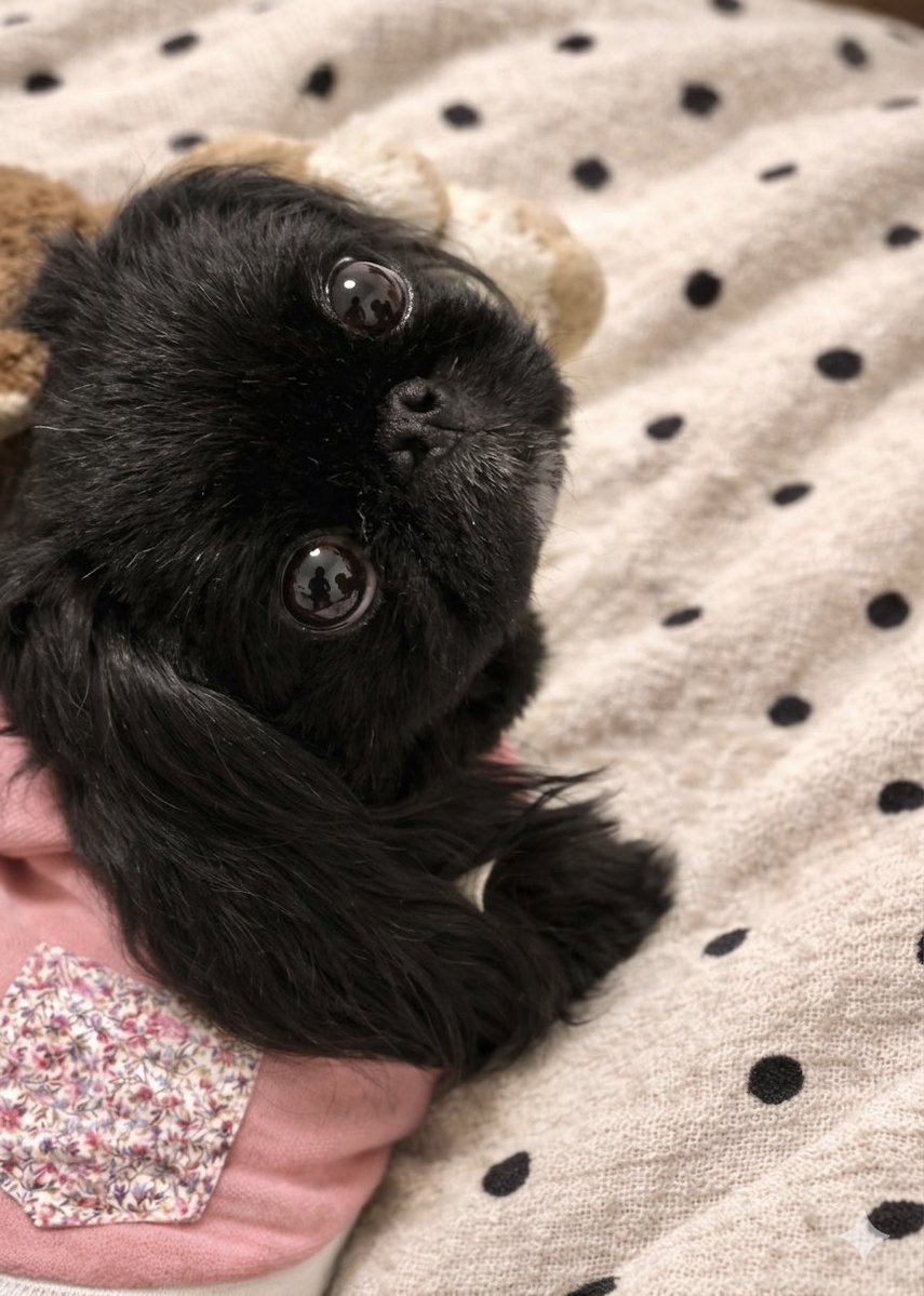 Kyi_Asa.Peko tweet media