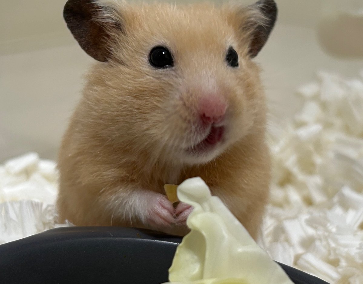 コーヒー tweet media